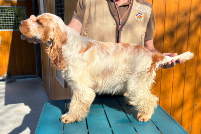 Étalon Cocker Spaniel Anglais - guns in the ground Belle star