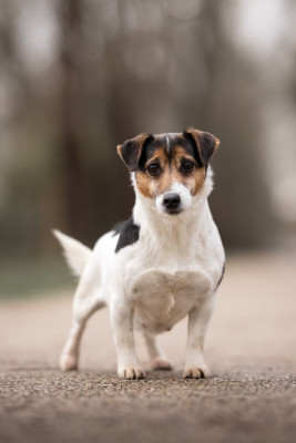 Étalon Jack Russell Terrier - yanni iz imperii ines