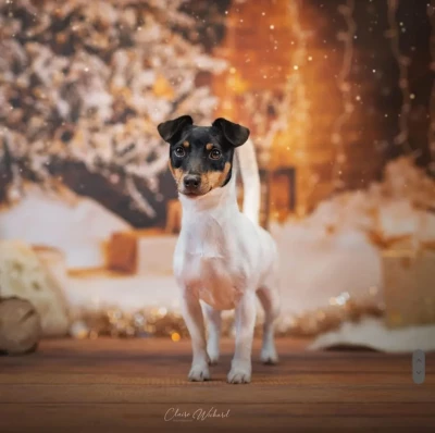 Étalon Jack Russell Terrier - TEQUILA Du Giron