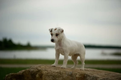 Étalon Jack Russell Terrier - rustine Du Giron
