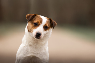 Étalon Jack Russell Terrier - tzarine Du Giron