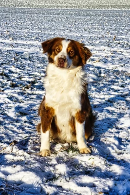 Étalon Berger Américain Miniature - vladi In Memory Of Nanou