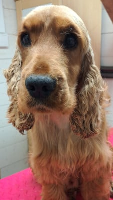 Étalon Cocker Spaniel Anglais - Viking's Wishes des bois de la bro