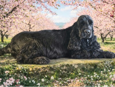 vidow du mont de la chenaie