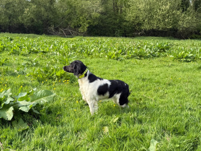 Étalon Epagneul Breton - URSULA de keranlouan