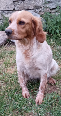Étalon Epagneul Breton - CH. Des Terres Aniciennes Vroom