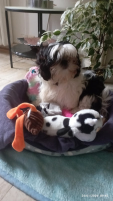 Étalon Shih Tzu - Akiko de la vallée aux mille fleurs