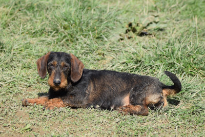 Étalon Teckel poil dur - UMBEL Du Domaine Du Brame
