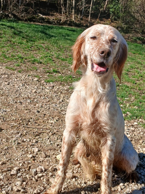 Étalon Setter Anglais - Uriel Di val di chiana