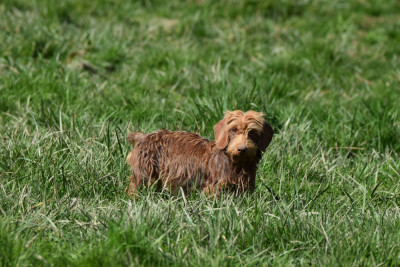 Étalon Teckel poil dur - vaya Du Domaine Du Brame