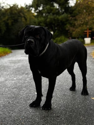 un grand prestige des terres noires Titre Initial