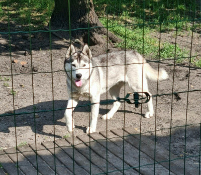 Étalon Siberian Husky - Tess (Sans Affixe)