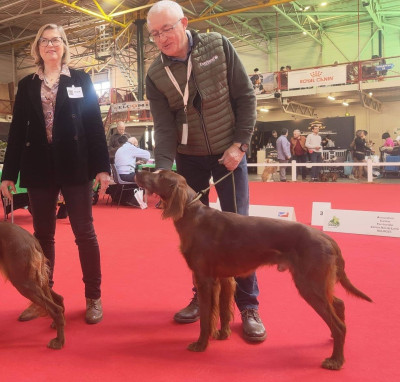 Étalon Setter irlandais rouge - TR. RUBY du rond de beaume