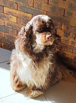 Étalon American Cocker Spaniel - royalty inc Ulysse