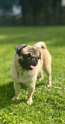 TORNADE Du Domaine Des Ewoks