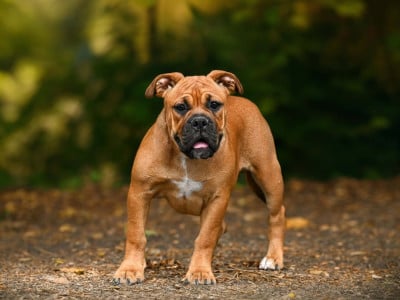 Étalon Bulldog continental - All of this Des Symphonies d'Arlequin