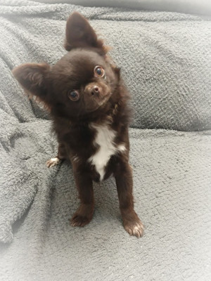 Étalon Chihuahua - Angelo Mio Les Anges De Sidonie