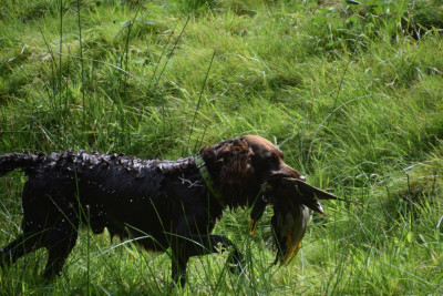 Étalon Chien d'Oysel allemand - De La Forêt De Courbépine UBAC