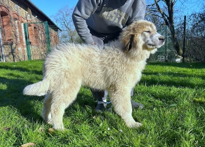 Étalon Chien de Montagne des Pyrenees - Aragon du Val de Pyrène