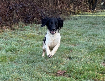 Étalon English Springer Spaniel - Victoire des Etangs de Dame Blanche