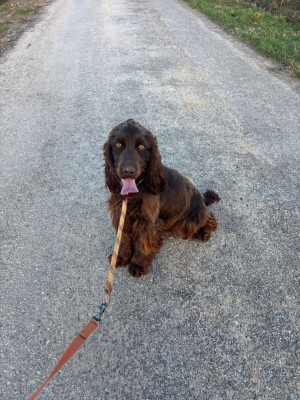 Étalon Cocker Spaniel Anglais - ARTEMIS des Etangs de Dame Blanche