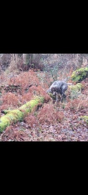 Étalon Braque allemand à poil court - aldo Du Château De La Punta