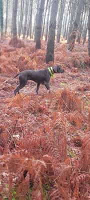 Étalon Braque allemand à poil court - armagnac Du Pigeonnier De Flo