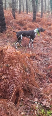 Étalon Braque allemand à poil court - Atlas (Sans Affixe)