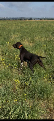 Étalon Braque allemand à poil court - Vegas Du Pigeonnier De Flo