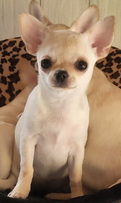 Étalon Chihuahua - Du Chêne Brisé Angelina jolie