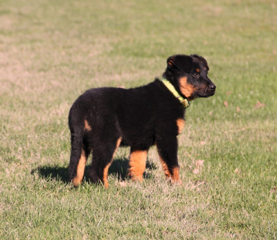 Étalon Berger de Beauce - Arpège-Pastel du Royaume D'Elsa