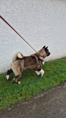 Étalon Akita americain - Verone La Colline D'olga