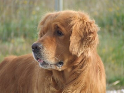 Étalon Golden Retriever - Mo Du pays sauvage