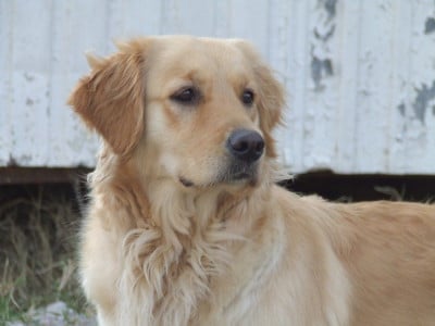 Étalon Golden Retriever - Oppi Du pays sauvage