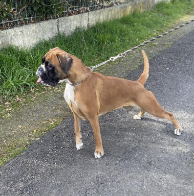 Étalon Boxer - Vixie Des gorges d'heric