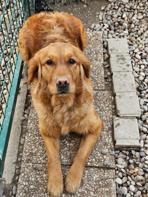 Étalon Golden Retriever - Very Beautiful Meadow des fields d'est