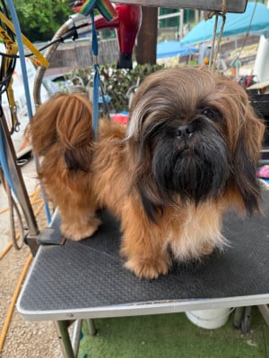 Étalon Shih Tzu - Velours Des Canailles De Boubou