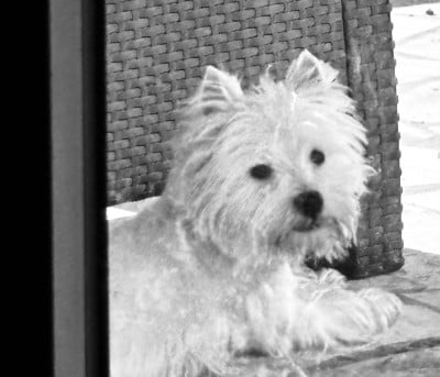 Étalon West Highland White Terrier - T'kinai des vallées de la Rocha