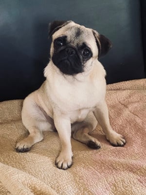 Étalon Carlin - Dreamlander V The Tashion Spirit