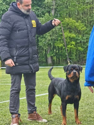 Étalon Rottweiler - CH. Saya I Believe Aken Flam