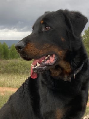 Étalon Berger de Beauce - U'EROS Des Bergers De Sauta Roch