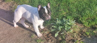 Étalon Bouledogue français - Arkheen Du Bois D'Athée