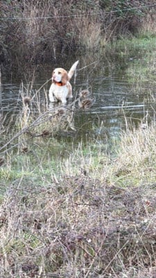 Étalon Beagle - A limited edition dit Arome De La Meute D'astérion