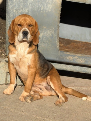 Étalon Beagle - sally (Sans Affixe)