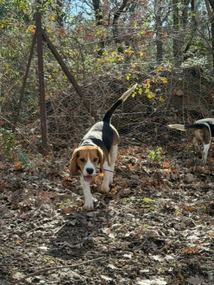 Étalon Beagle - Astuce Des Hauts De Milhac