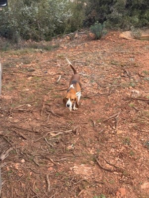 Étalon Beagle - Voyou des gorges du duzon