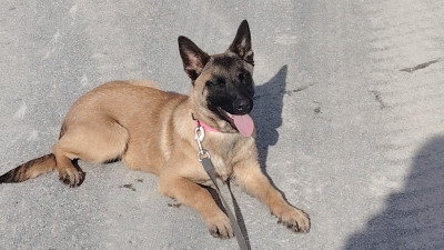 Étalon Berger Belge - Asmodée Des ombres d'or