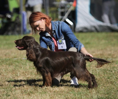 Étalon Field Spaniel - CH. Vigo De La Légende De Carpo