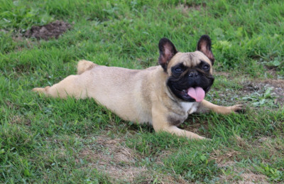 Étalon Bouledogue français - URIJANE du berger de la vallée des géants