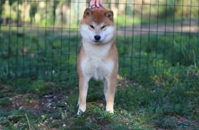 Étalon Shiba - Vaku tozai yori du Bois de Compiègne